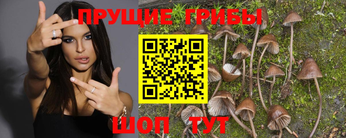Бердск  Псилоцибиновые грибы Cubensis  Вход с VPN 